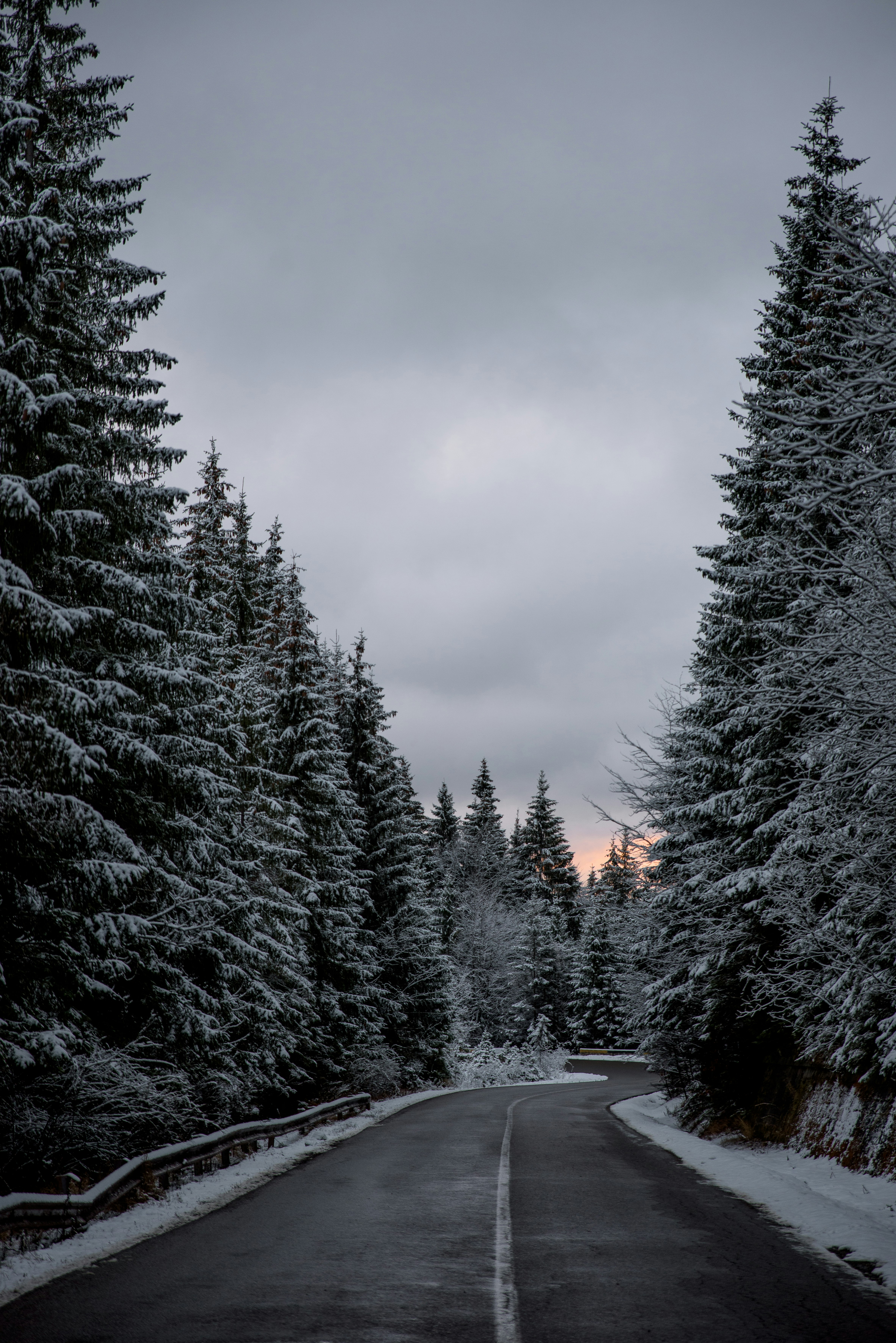 snow covered forest and road